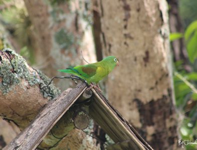 Loro By Julián Rodríguez