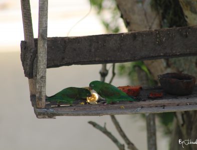 Pareja loros by Julián Rodríguez