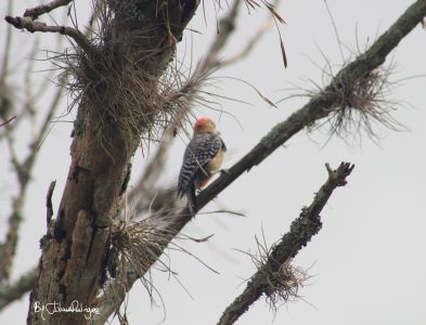 Combinado By Julián Rodríguez